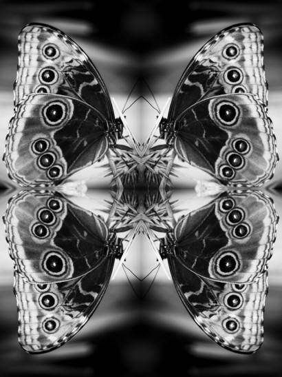 Papiliones-No-2.jpg
