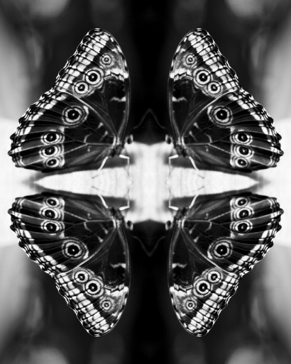 Papiliones-No-4.jpg