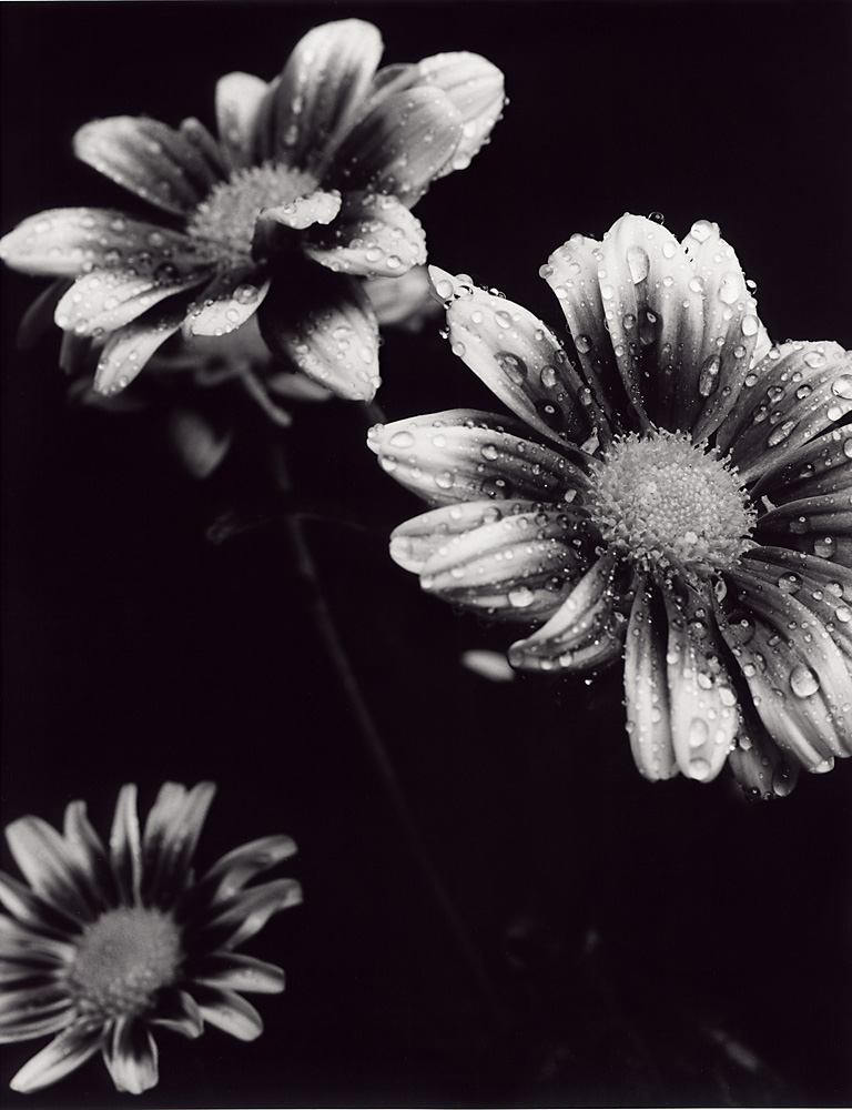 Indira-Cesarine-Flora-Series-1995-Silver-Gelatin-BW-Photography-Medium-format-Neg-Printed-on-Fiber-Paper-006.jpg