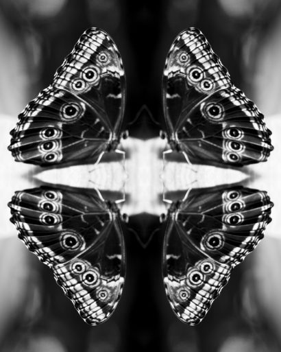 Papiliones-No-4-2015-Indira-Cesarine.jpg