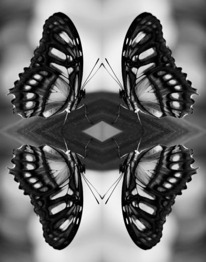 Papiliones-No-8-2016-Indira-Cesarine.jpg