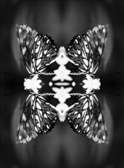 Papiliones-No-9-2016-Indira-Cesarine.jpg