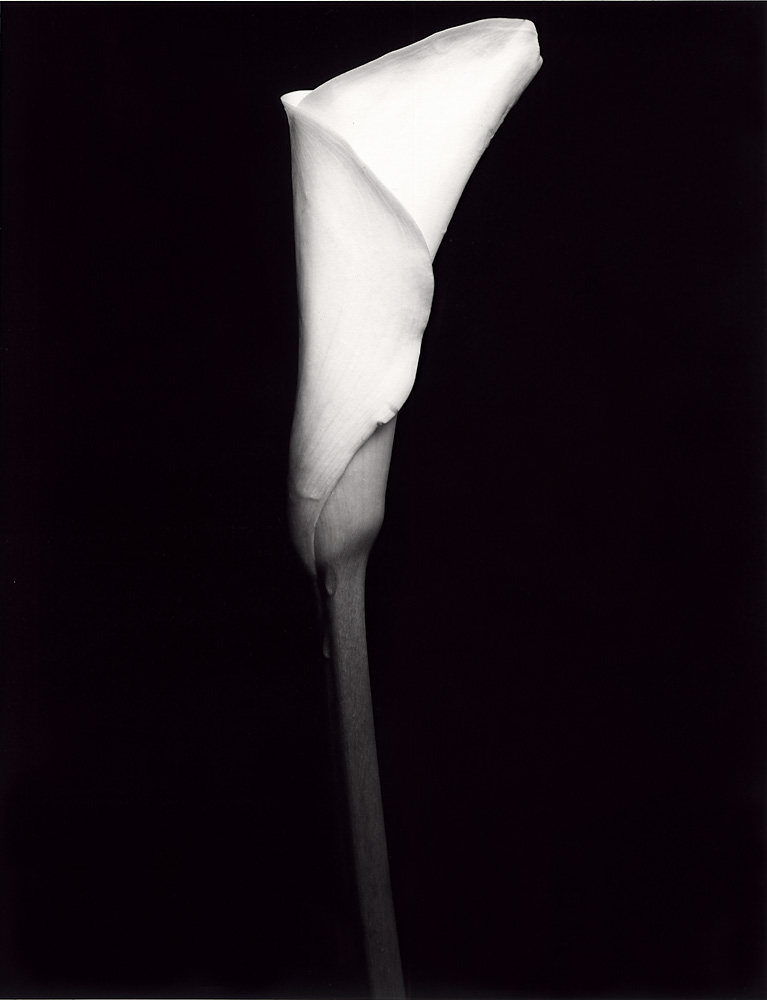 Indira-Cesarine-Flora-Series-1995-Silver-Gelatin-BW-Photography-Medium-format-Neg-Printed-on-Fiber-Paper-004.jpg