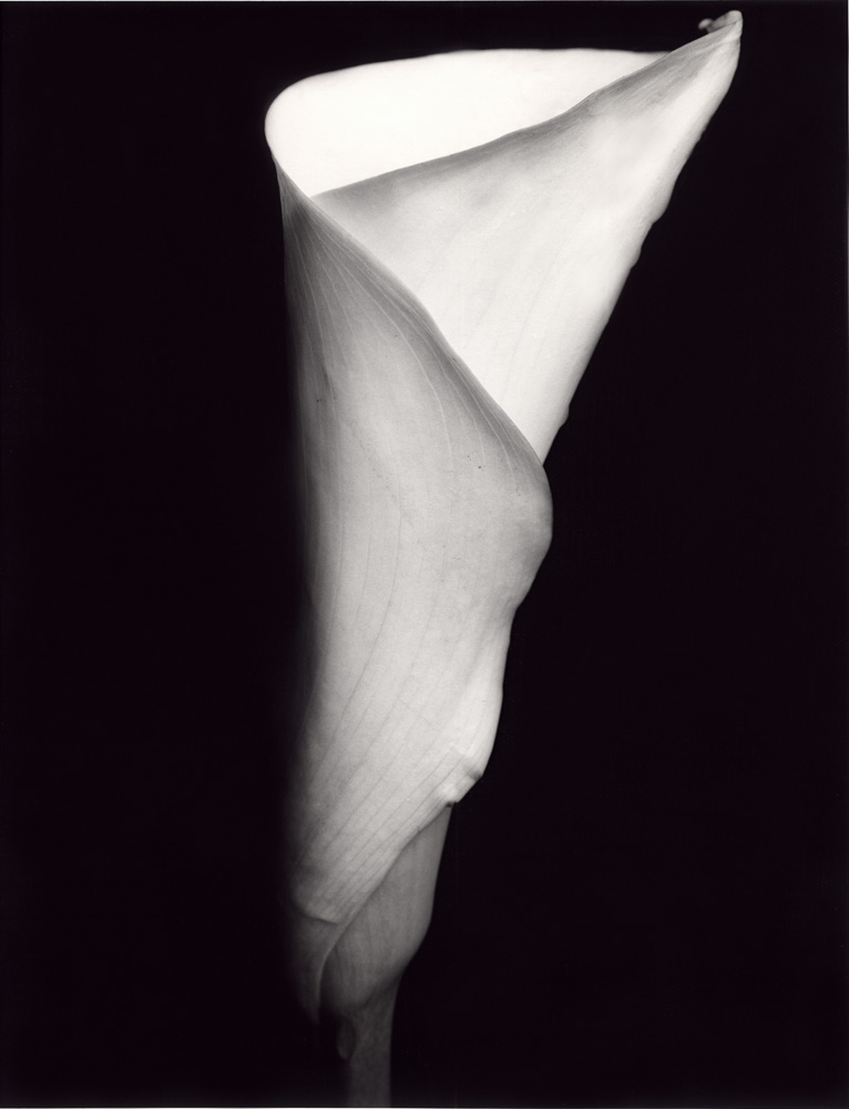 Indira-Cesarine-Flora-Series-1995-Silver-Gelatin-BW-Photography-Medium-format-Neg-Printed-on-Fiber-Paper-005.jpg