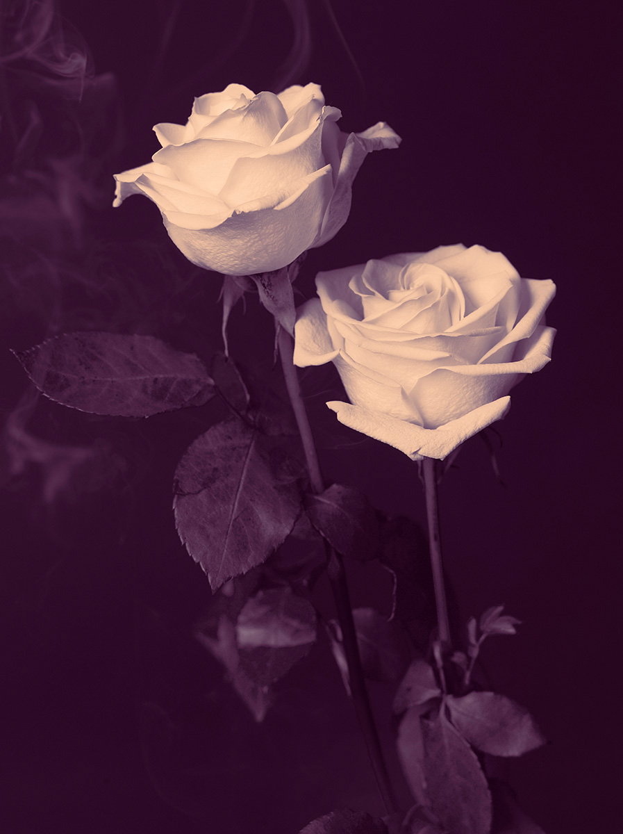 Indira-Cesarine-22The-Labyrinth-Smoking-Magenta-Roses22.jpg